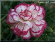 white light purple carnation flower