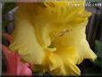 yellow gladious flower