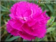 light purple carnation flower