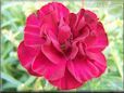 maroon carnation flower