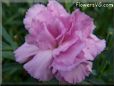 white pink carnation flower