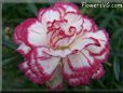 white light purple carnation flower