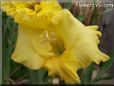 yellow gladious flower