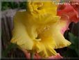 yellow gladious flower