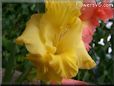 yellow gladious flower