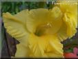 yellow gladious flower