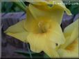 yellow gladious flower