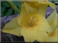 yellow gladious flower