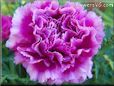purple carnation flower
