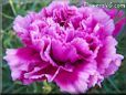 purple carnation flower