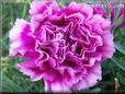 purple carnation flower