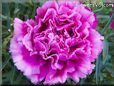 purple carnation flower