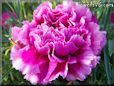 purple carnation flower