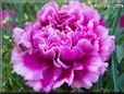 purple carnation flower