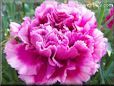 purple carnation flower
