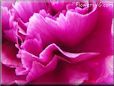 purple carnation flower