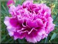 purple carnation flower
