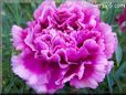 purple carnation flower
