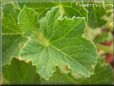 honeydew melon leaf