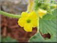 honeydew melon flower