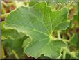 honeydew melon leaf