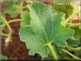 honeydew melon leaf