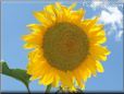 very large yellow sunflower with blue sky background