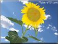 very large yellow sunflower with blue sky background