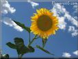 very large yellow sunflower with blue sky background