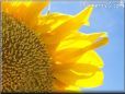 very large yellow sunflower with blue sky background