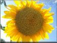 very large yellow sunflower with blue sky background