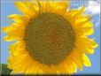 very large yellow sunflower with blue sky background