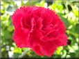 red carnation flower