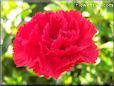 red carnation flower