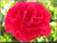 red carnation flower