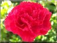 red carnation flower