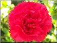 red carnation flower