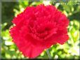 red carnation flower