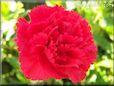 red carnation flower