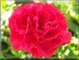 red carnation flower