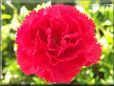 red carnation flower