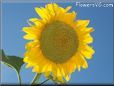 Sunflower flower picture