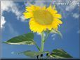 very large yellow sunflower with blue sky background
