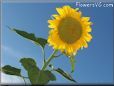 very large yellow sunflower with blue sky background