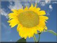very large yellow sunflower with blue sky background