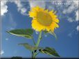 very large yellow sunflower with blue sky background