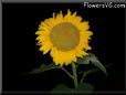 large yellow sunflower with black background