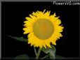 large yellow sunflower with black background