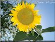 very large yellow sunflower with blue sky background