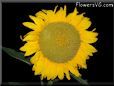 large yellow sunflower with black background